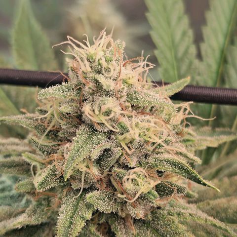 Hella Jelly #1 growlog photo: 🔥