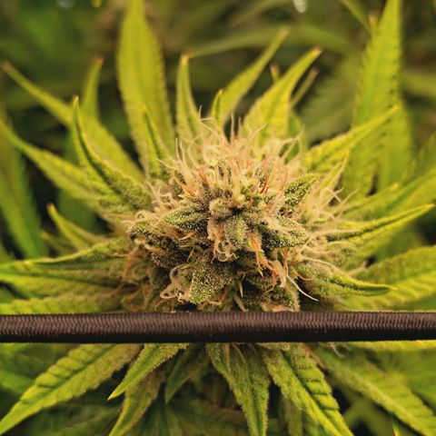 Hella Jelly #1 growlog photo: 🔥