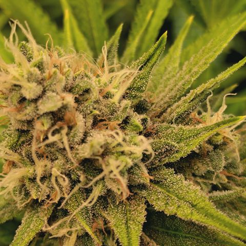 Hella Jelly #1 growlog photo: 🔥