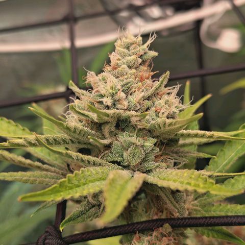 Hella Jelly #1 growlog photo: 🔥