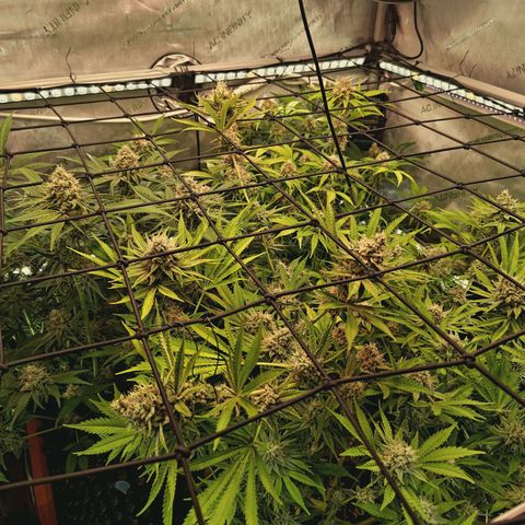 Hella Jelly #1 growlog photo: 🔥