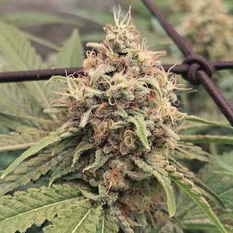 Hella Jelly #1 growlog photo: 🔥