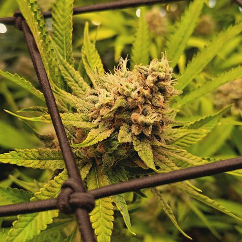 Hella Jelly #1 growlog photo: 🔥