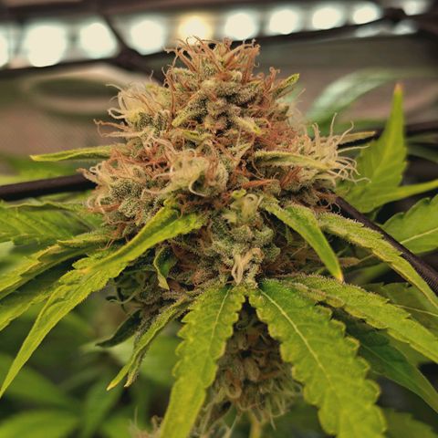 Hella Jelly #1 growlog photo: 🔥