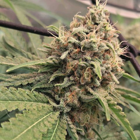 Hella Jelly #1 growlog timeline photo
