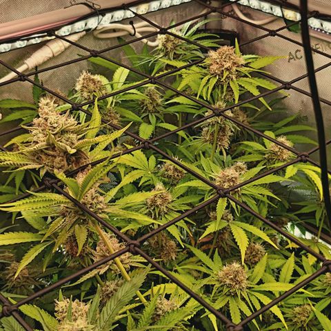 Hella Jelly #1 growlog timeline photo