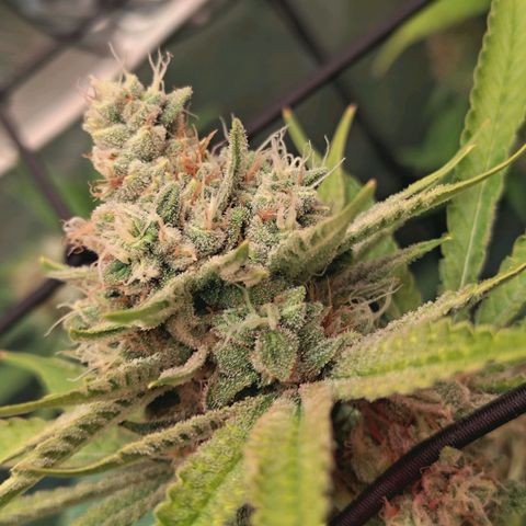 Hella Jelly #1 growlog timeline photo