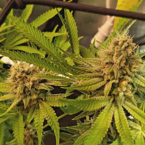 Hella Jelly #1 growlog timeline photo