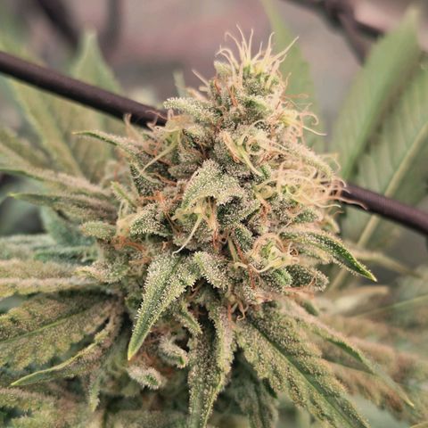 Hella Jelly #1 growlog timeline photo