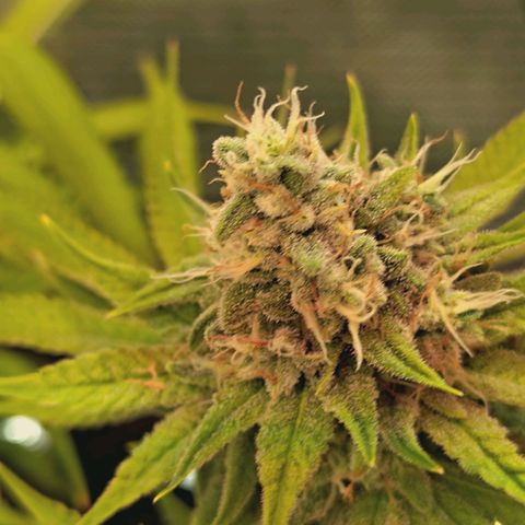 Hella Jelly #1 growlog timeline photo