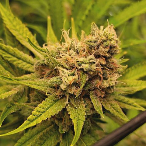 Hella Jelly #1 growlog timeline photo