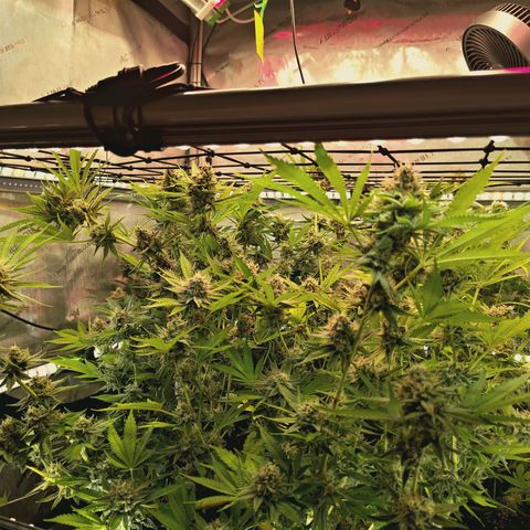Hella Jelly #1 growlog timeline photo