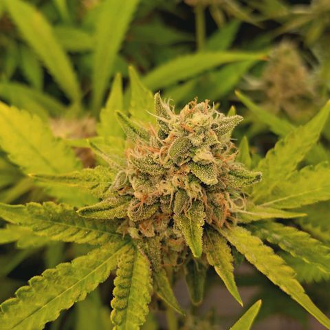Hella Jelly #1 growlog timeline photo