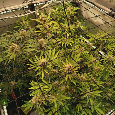 Hella Jelly #1 growlog timeline photo