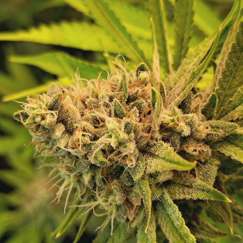 Hella Jelly #1 growlog timeline photo
