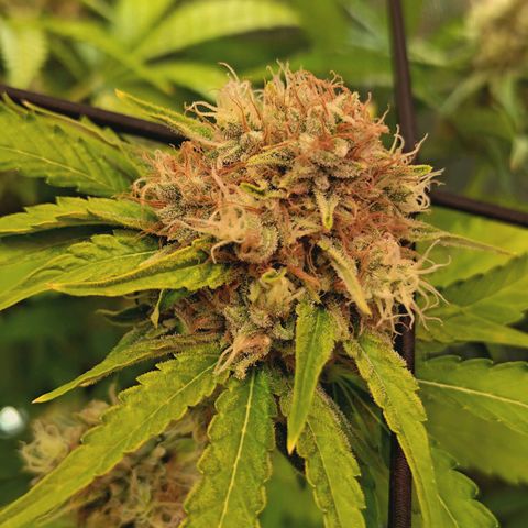 Hella Jelly #1 growlog timeline photo
