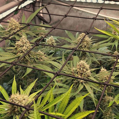 Hella Jelly #1 growlog timeline photo