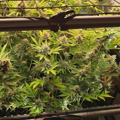 Hella Jelly #1 growlog timeline photo
