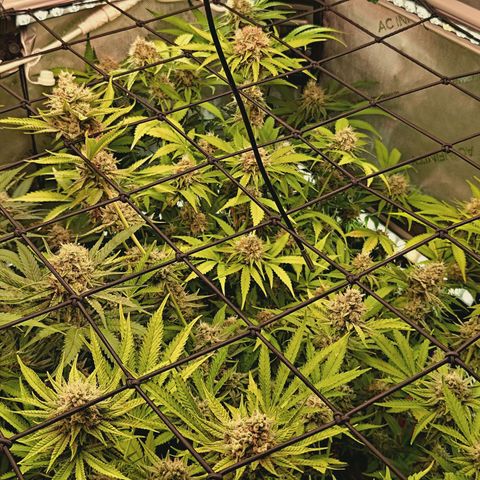 Hella Jelly #1 growlog timeline photo