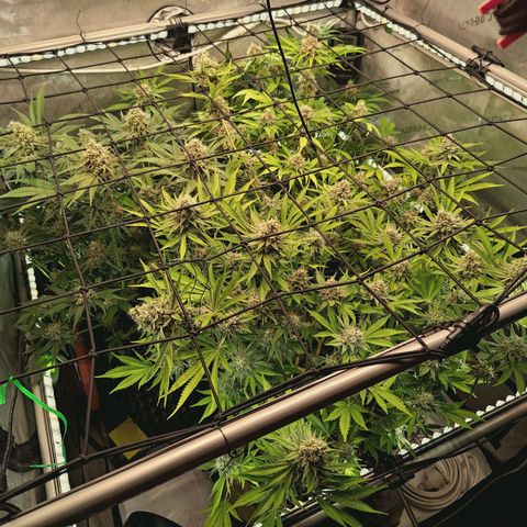 Hella Jelly #1 growlog timeline photo