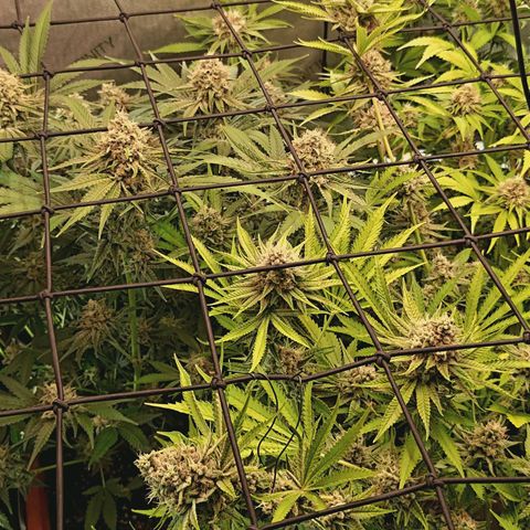 Hella Jelly #1 growlog timeline photo