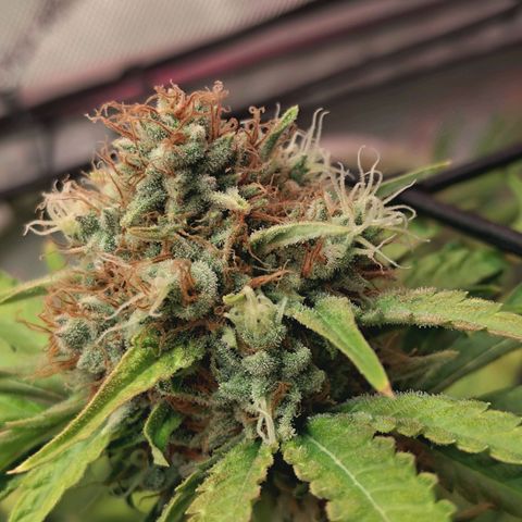 Hella Jelly #1 growlog timeline photo