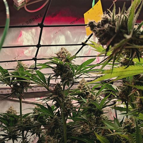 Hella Jelly #1 growlog timeline photo