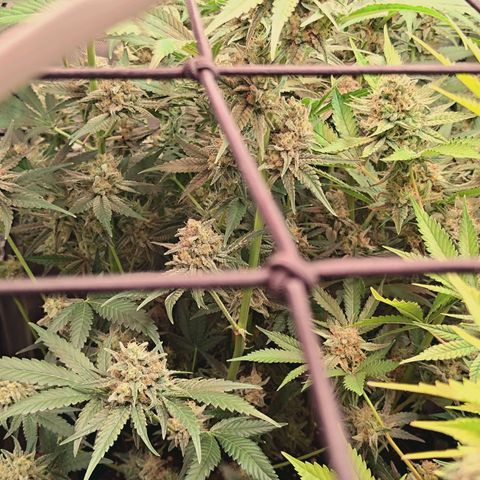 Hella Jelly #1 growlog timeline photo