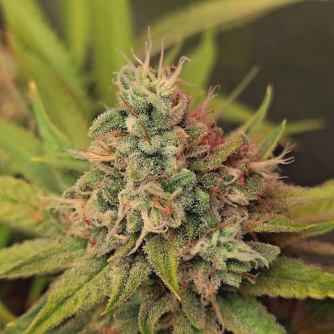 Hella Jelly #1 growlog timeline photo