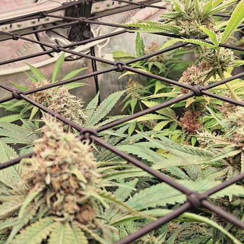Hella Jelly #1 growlog timeline photo