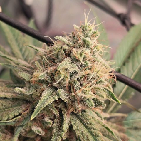 Hella Jelly #1 growlog timeline photo