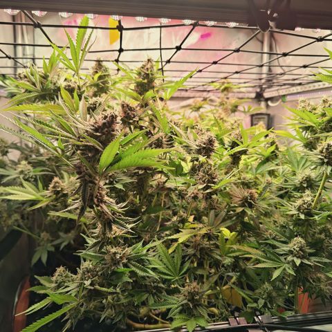 Hella Jelly #1 growlog timeline photo