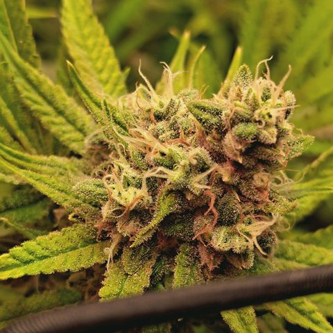 Hella Jelly #1 growlog timeline photo