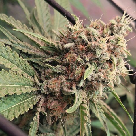 Hella Jelly #1 growlog timeline photo