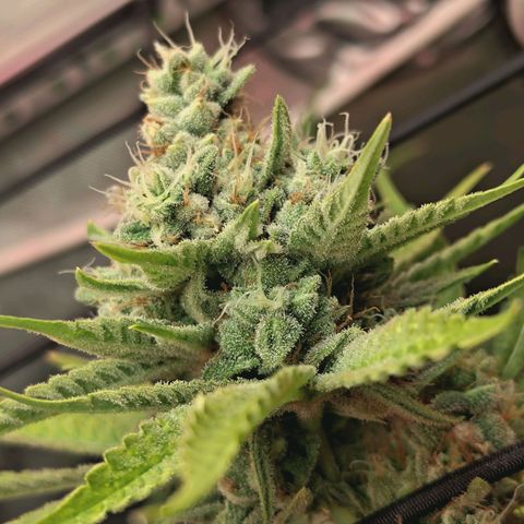 Hella Jelly #1 growlog timeline photo