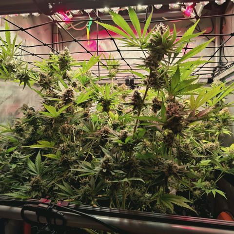 Hella Jelly #1 growlog timeline photo
