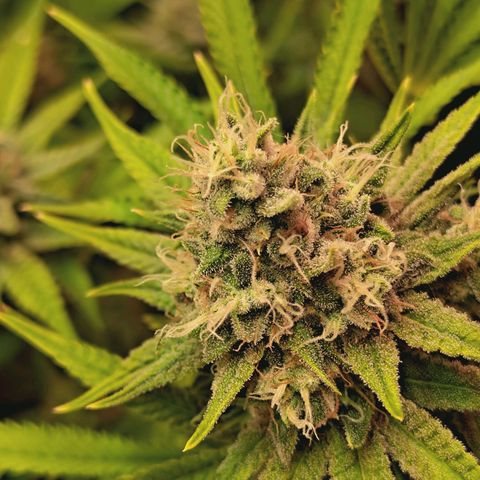 Hella Jelly #1 growlog timeline photo