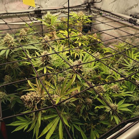 Hella Jelly #1 growlog timeline photo