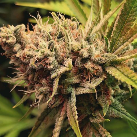 Hella Jelly #1 growlog timeline photo