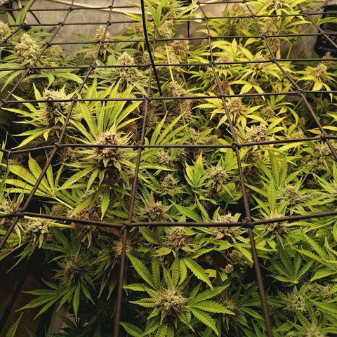 Hella Jelly #1 growlog timeline photo