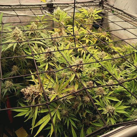 Hella Jelly #1 growlog timeline photo