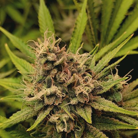 Hella Jelly #1 growlog timeline photo