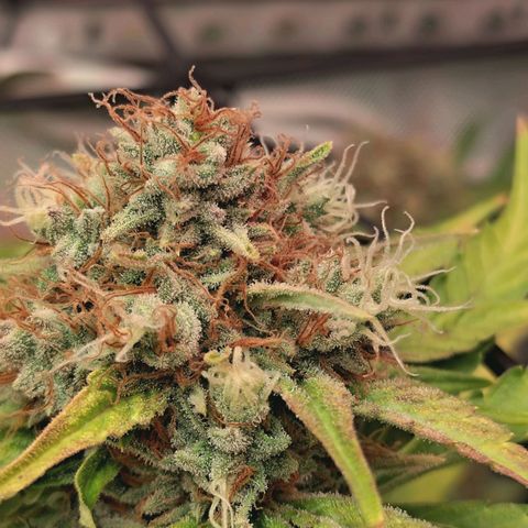 Hella Jelly #1 growlog timeline photo