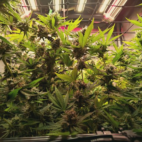 Hella Jelly #1 growlog timeline photo