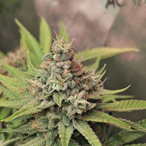 Hella Jelly #1 growlog timeline photo