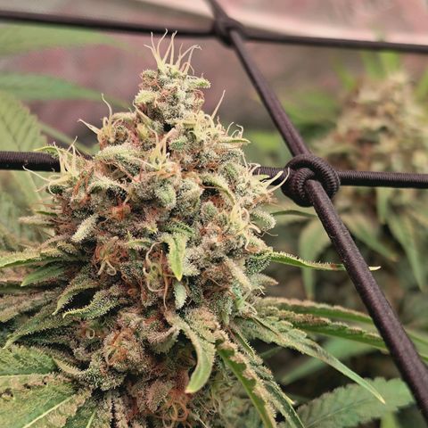 Hella Jelly #1 growlog timeline photo