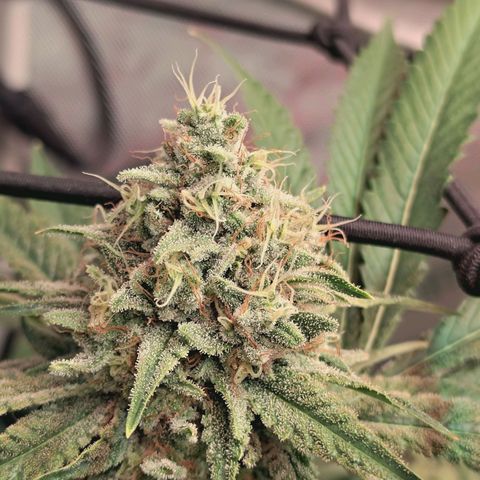 Hella Jelly #1 growlog timeline photo
