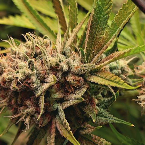 Hella Jelly #1 growlog timeline photo