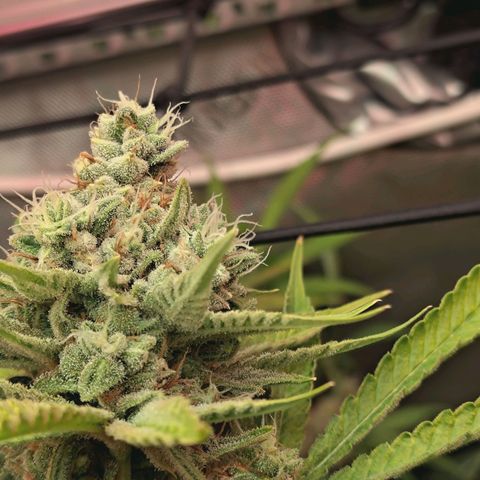 Hella Jelly #1 growlog timeline photo