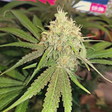 Hella Jelly #1 growlog timeline photo